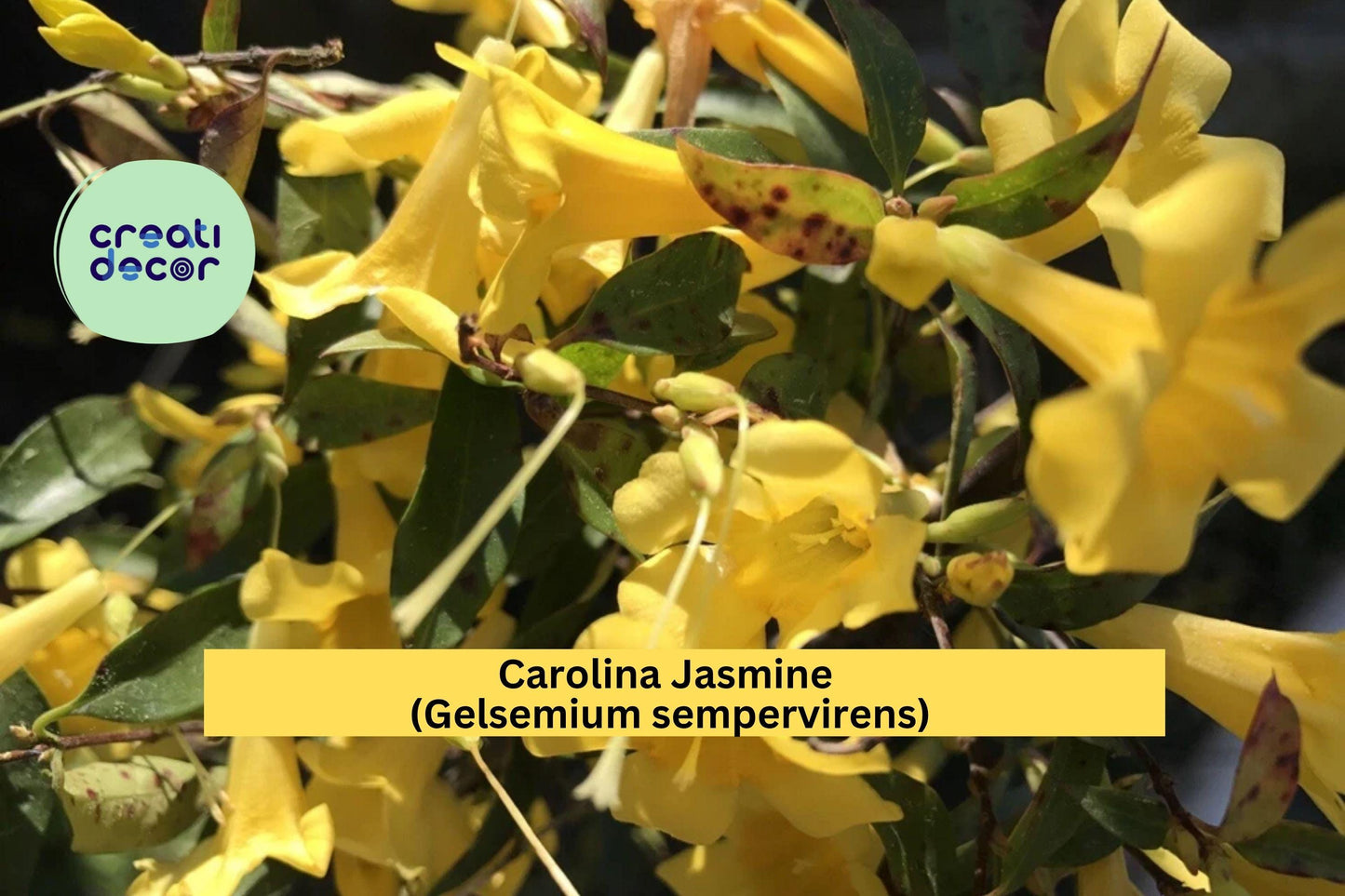 Carolina Jasmine Vine – Gelsemium sempervirens – 7 Yellow Flowering Starters, Bare Root Climbing Hummingbird Plant