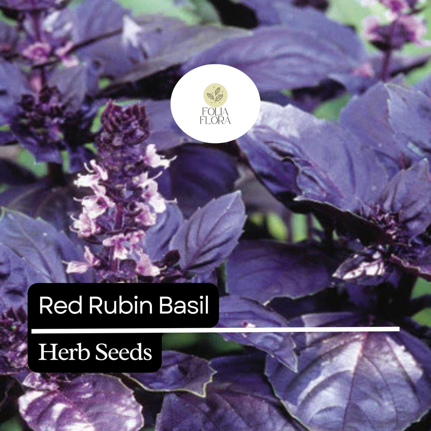 200 Red Rubin Basil Seeds – Heirloom, Deep Purple Leaves, Aromatic & Flavorful, Non-GMO, Easy to Grow