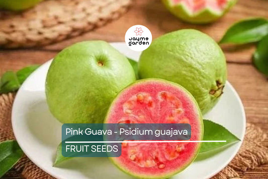 20 Pink Guava Seeds – Psidium guajava, Tropical Fruit Tree, Non-GMO, Free Shipping
