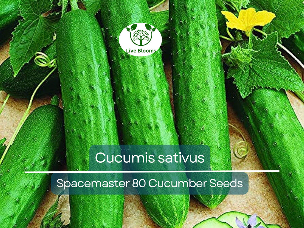 35 Seeds Cucumber Spacemaster 80 - Cucumis sativus | Compact Cucumber Variety for Planting, Gardening & Fresh Crisp Harvests