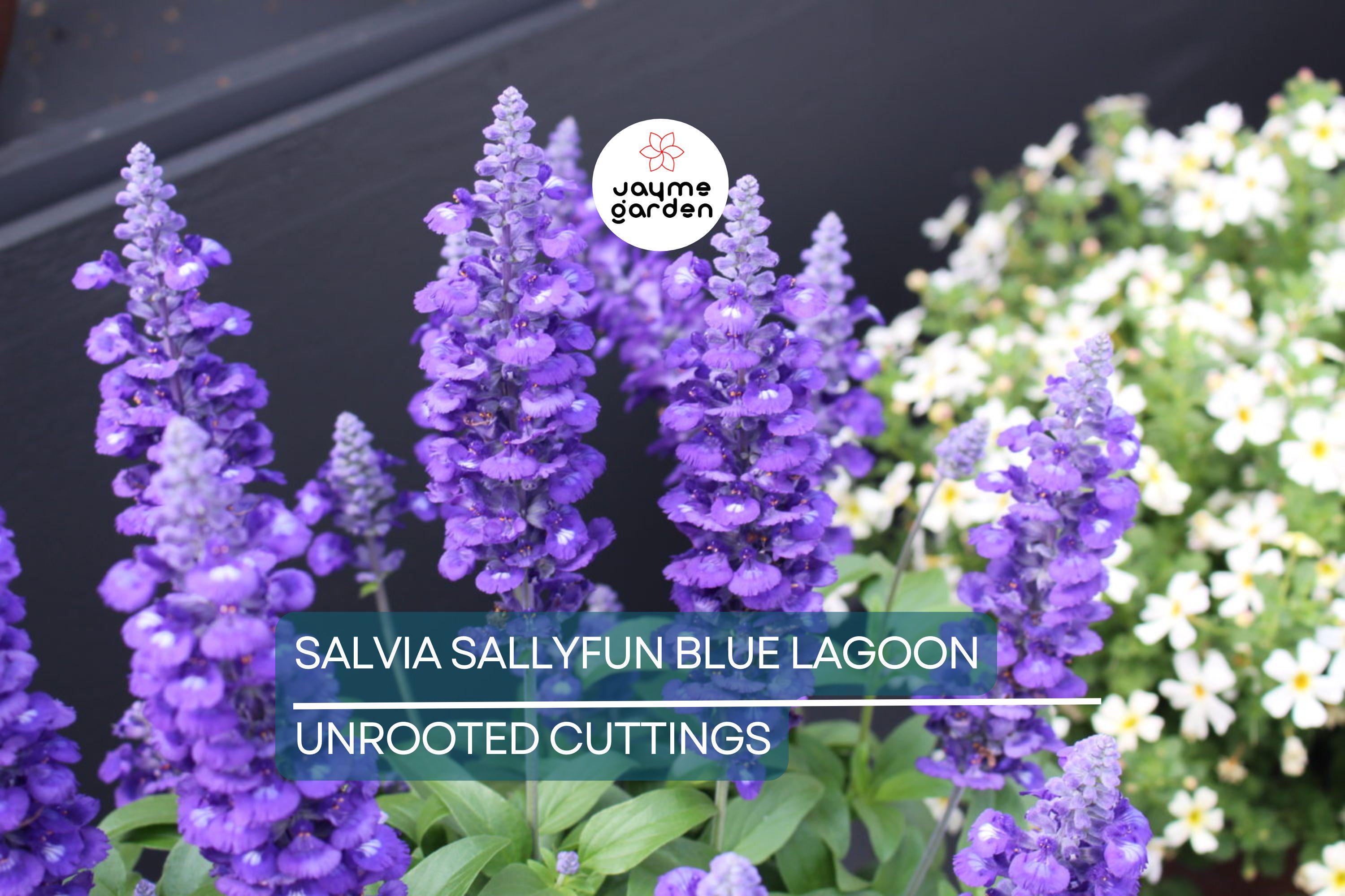 45 Salvia Sallyfun Blue Lagoon Live Plants | Vegetative Cuttings | Hardy Perennial