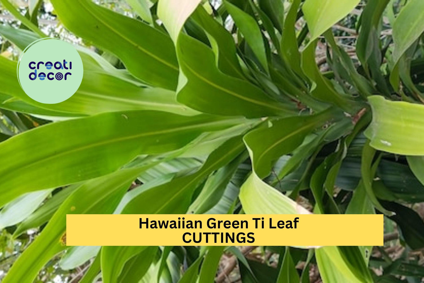 6 Hawaiian Green Ti Leaf Cuttings – 6" Starter Logs | Cordyline fruticosa Stems for Tropical Garden, Landscaping, or Potted Plants