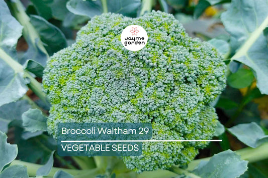 1000 Waltham 29 Broccoli Seeds - Non-GMO Heirloom | Cold Hardy & Productive | Spring and Fall Planting | USA Seller | Free Shipping