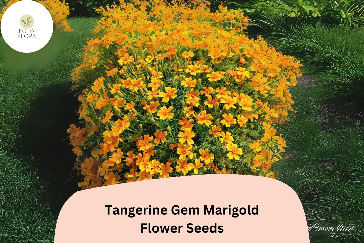 25+ Tangerine Gem Marigold Seeds | Tagetes tenuifolia | Citrus-Scented Edging Flowers | Bright Orange Blooms for Garden Planting