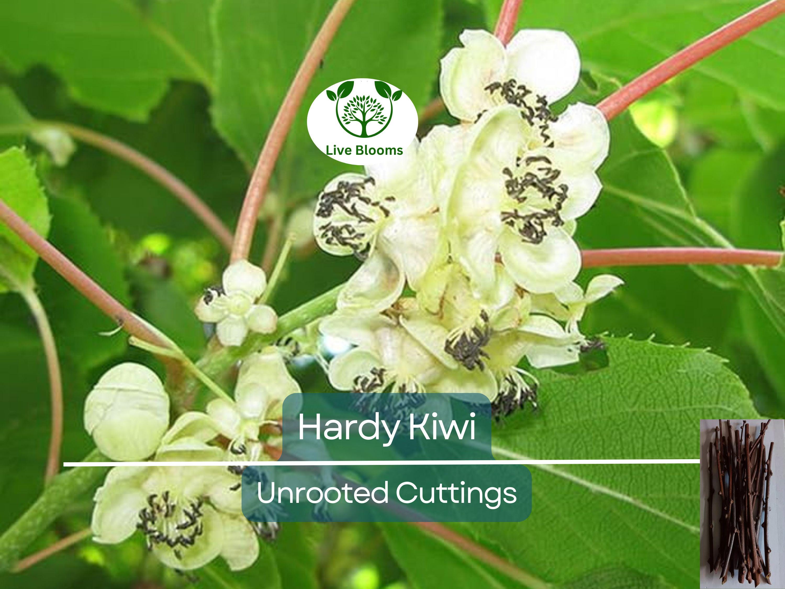 10 Hardy Kiwi Actinidia Arguta Geneva Organic Female Unrooted Cuttings – Non-GMO, Hardy Fruit Plant