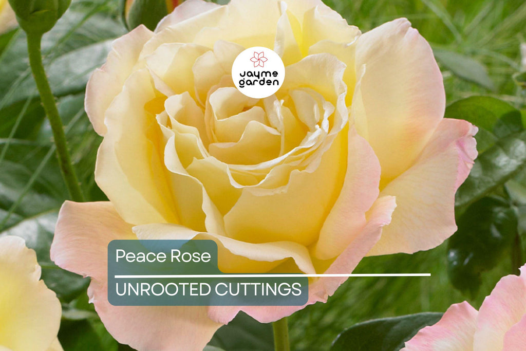 Peace Rose Cuttings for Rooting - 3 Fresh 5-6 Inch Cuts with Rooting Powder
