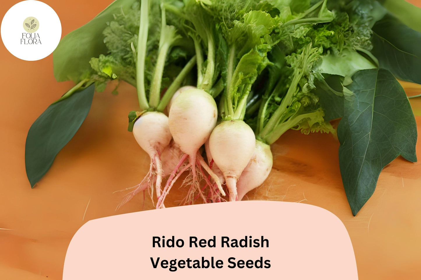 500+ Rido Red Radish Seeds – Heirloom Round Red Radish for Garden Planting