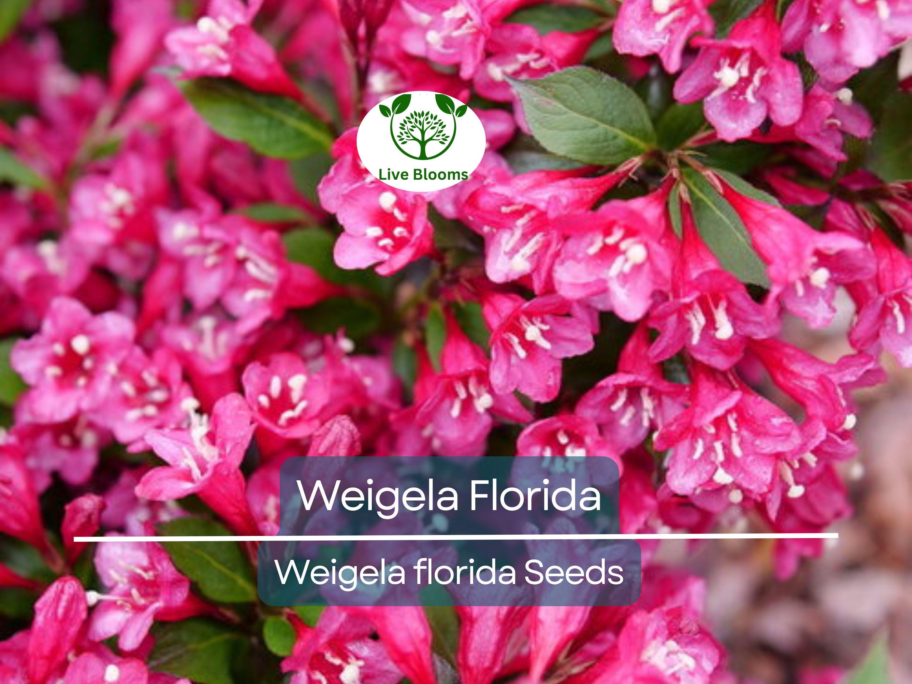 100 Weigela Florida Bush Seeds - Old-Fashioned Pink & White Flower Shrub (Weigela florida) - Hardy, Perennial, Beautiful Garden Shrub