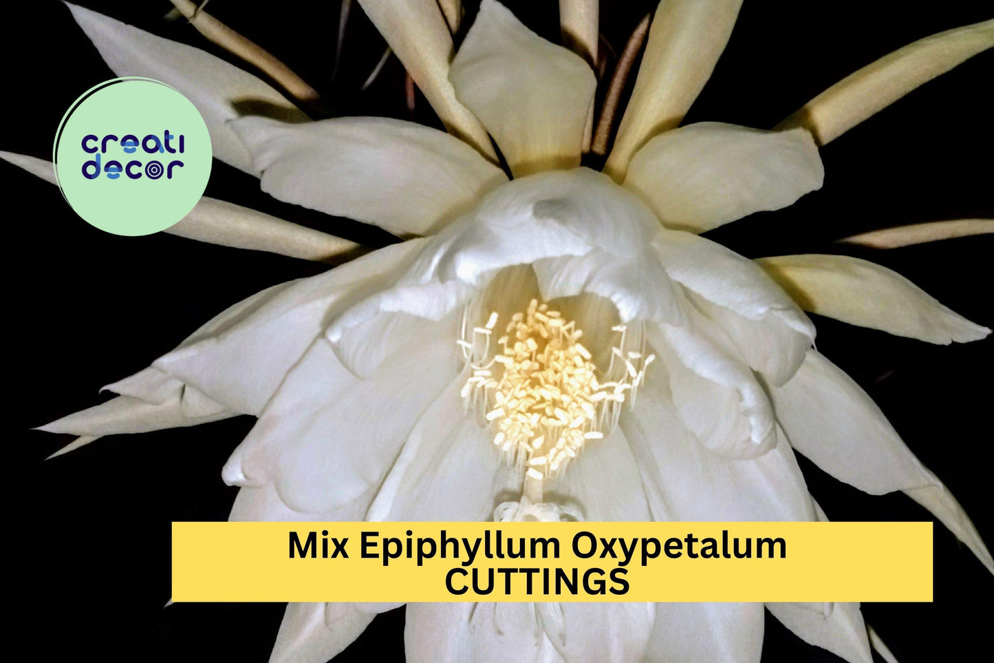10 Night Blooming Cactus Cuttings | Mix of Epiphyllum Oxypetalum & Hookeri | Rare Orchid Cactus Starters | USA Seller