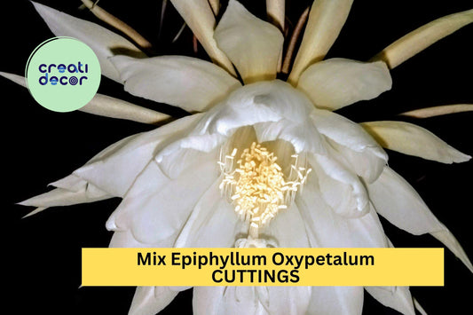 10 Night Blooming Cactus Cuttings | Mix of Epiphyllum Oxypetalum & Hookeri | Rare Orchid Cactus Starters | USA Seller