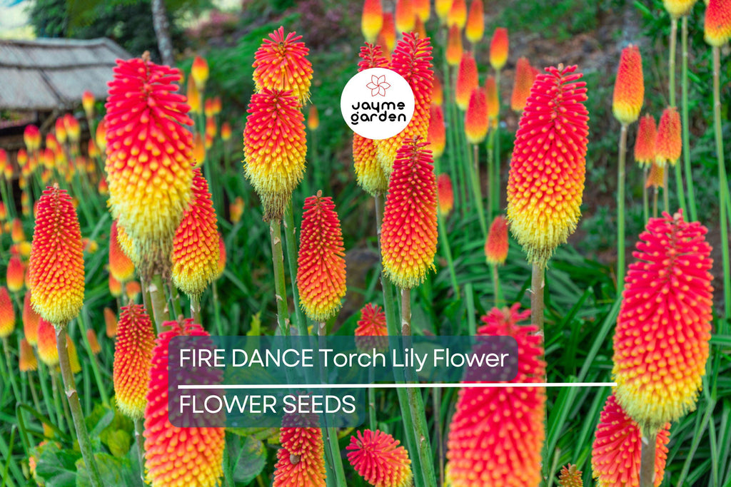 20 Rare Dwarf Fire Dance Torch Lily Seeds (Kniphofia hirsuta) – Hardy Perennial, 18-20” Tall