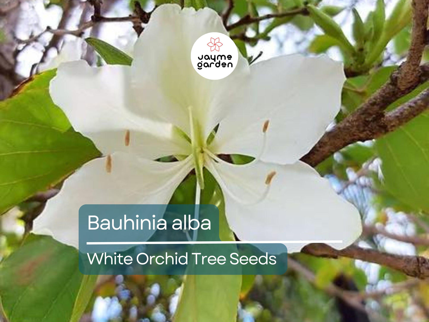 10 Seeds Bauhinia Alba for Planting | White Orchid Tree | Rare White Bauhinia Seeds | Fast Growing Ornamental Flowering Tree for Garden