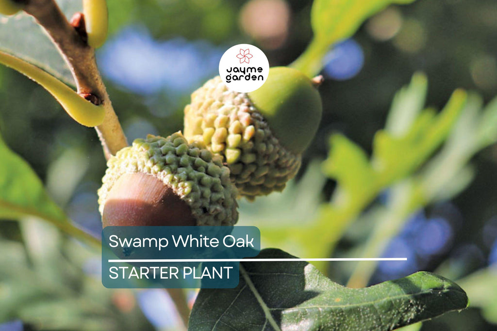 Swamp White Oak Tree (18"-24") | Live Bare Root | Fast-Growing Oak to 100 Ft | Wildlife & Landscape Value
