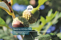 Swamp White Oak Tree (18"-24") | Live Bare Root | Fast-Growing Oak to 100 Ft | Wildlife & Landscape Value