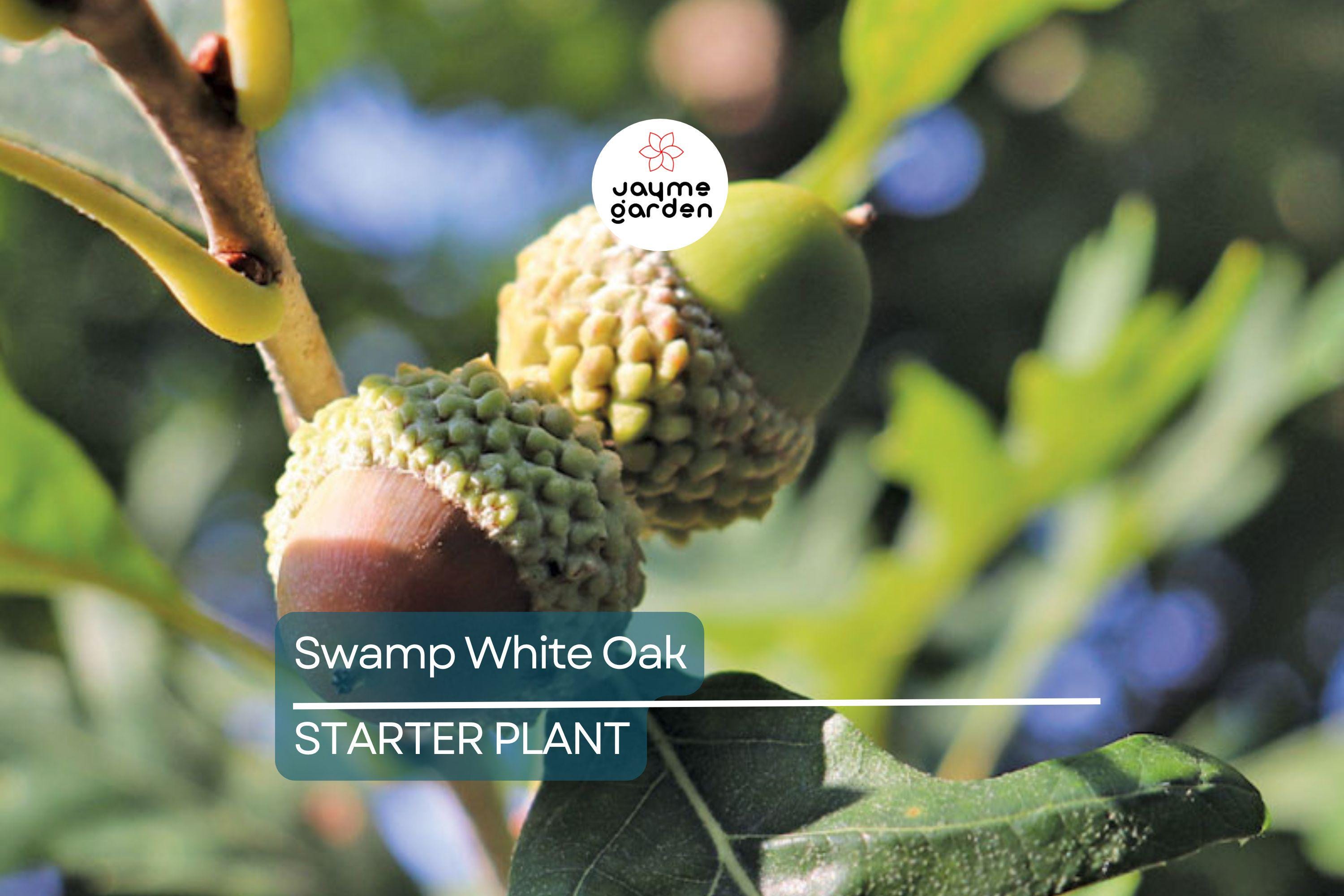 Swamp White Oak Tree (18"-24") | Live Bare Root | Fast-Growing Oak to 100 Ft | Wildlife & Landscape Value