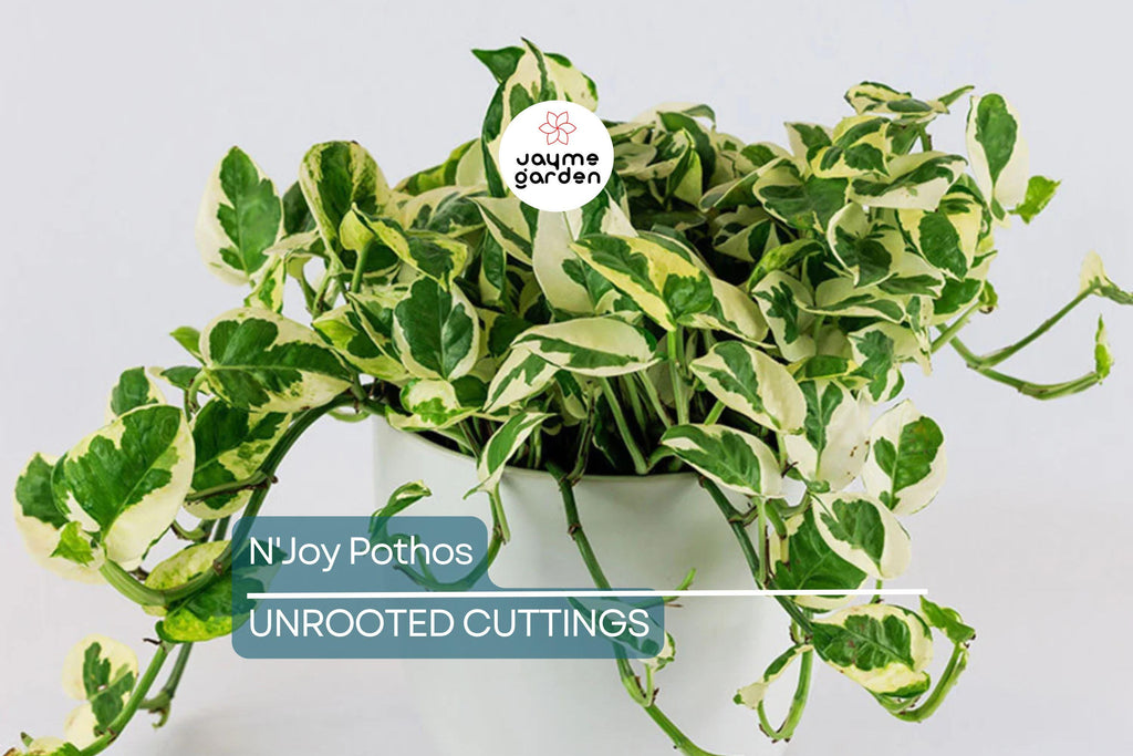 N'Joy Pothos Unrooted Cuttings – 3 Live Variegated Houseplant Cuttings for Indoor or Outdoor Growth