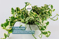 N'Joy Pothos Unrooted Cuttings – 3 Live Variegated Houseplant Cuttings for Indoor or Outdoor Growth