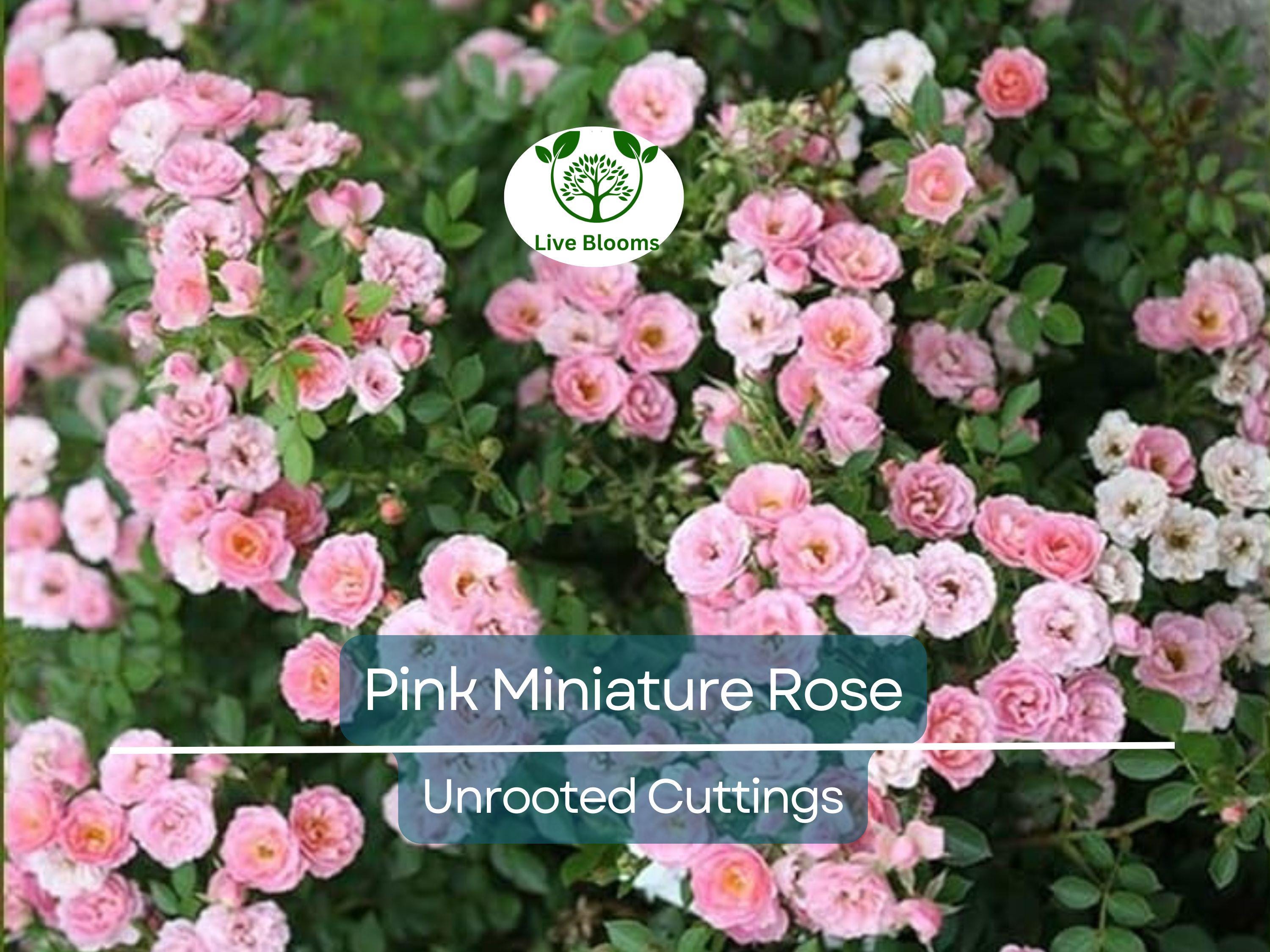 15 Organic Pink Miniature Rose Unrooted Cuttings - 6" for Grafting or Rooting, Rosa 'Fairy', Organic, Perfect for Garden or Pot