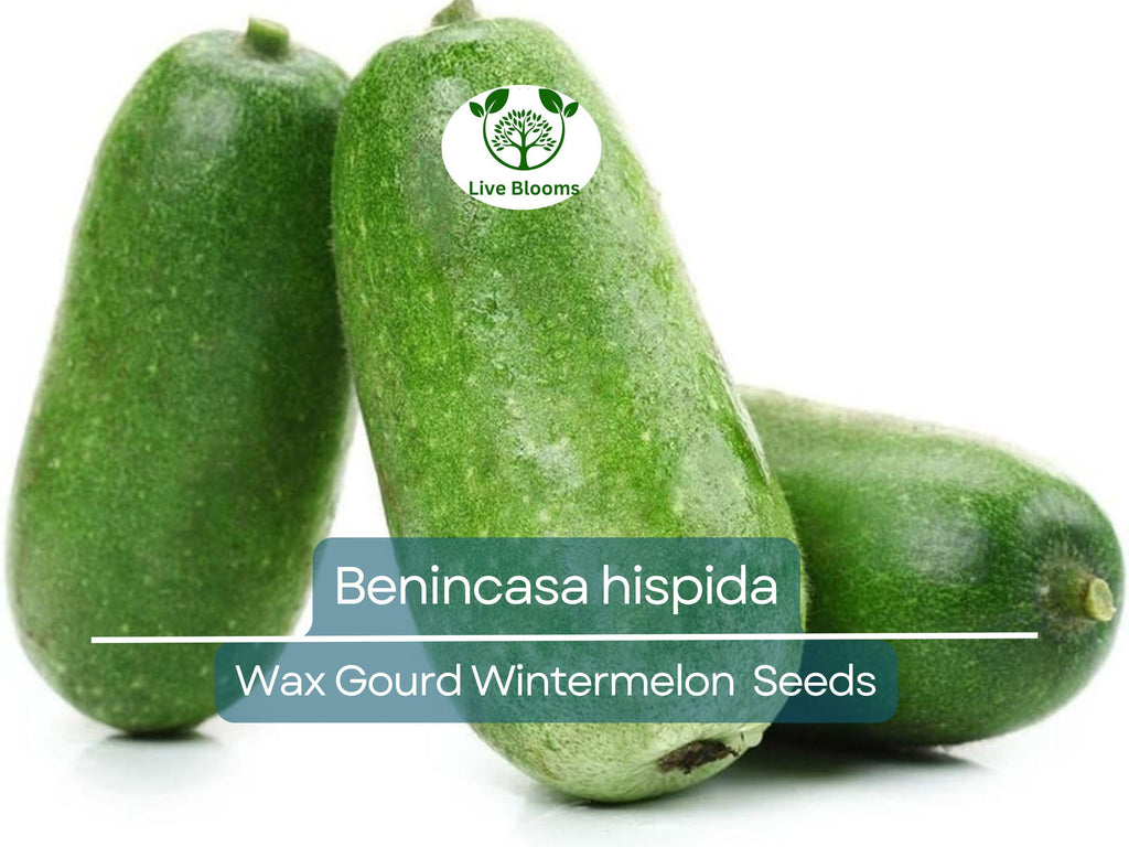 10 Seeds Wax Gourd Wintermelon (Benincasa hispida) – Non-GMO, Heirloom, Edible, Easy to Grow, Perfect for Garden Planting & Fresh Harvests