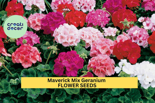Maverick Mix Geranium Seeds – 25+ Seeds – Vibrant Zonal Pelargonium Mix for Garden Beds, Containers, and Summer Flower Displays – USA