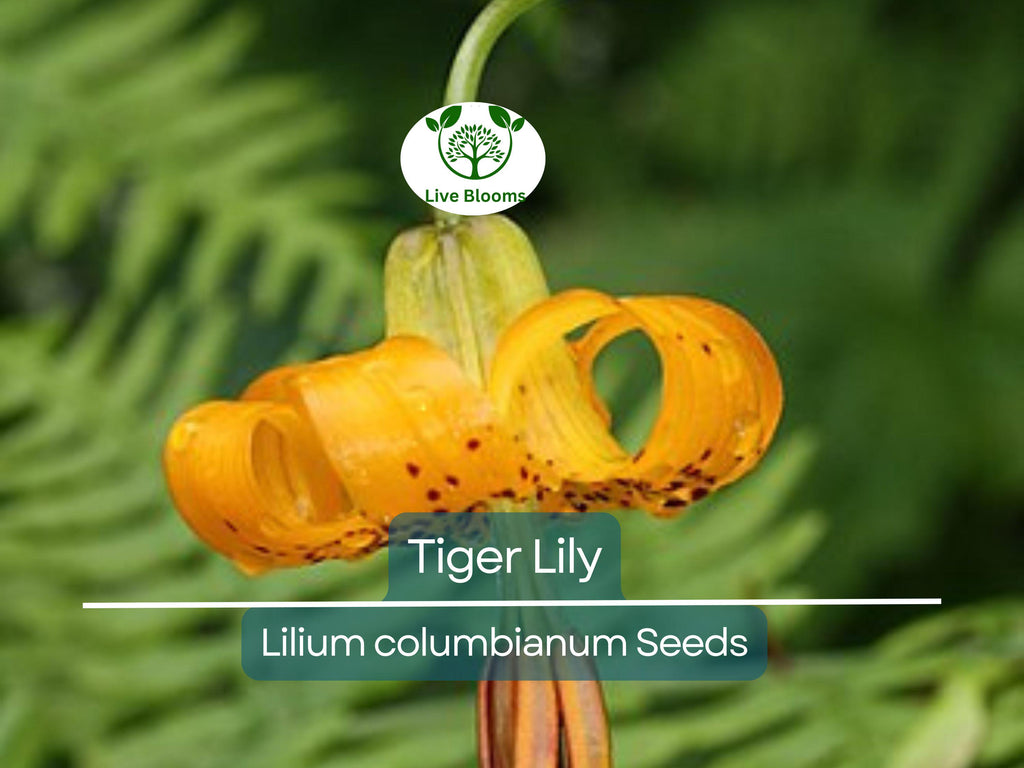 20 Tiger Lily Seeds | Lilium columbianum, Spotted Orange Flowers, Hardy Perennial, Non-GMO, Beautiful Garden Flower, Easy-to-Grow Bulb