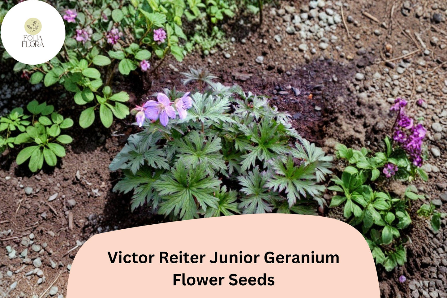 25+ Victor Reiter Junior Geranium Seeds | Hardy Perennial Cranesbill | Green Blooms for Garden Borders and Beds