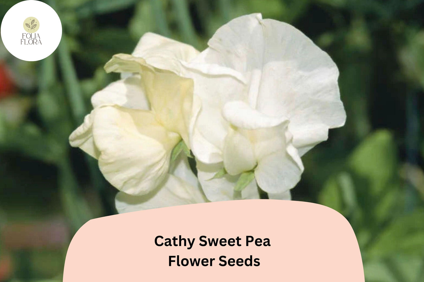 50+ Cathy Sweet Pea Seeds | Yellow Cream Climbing Flowers for Trellis & Garden