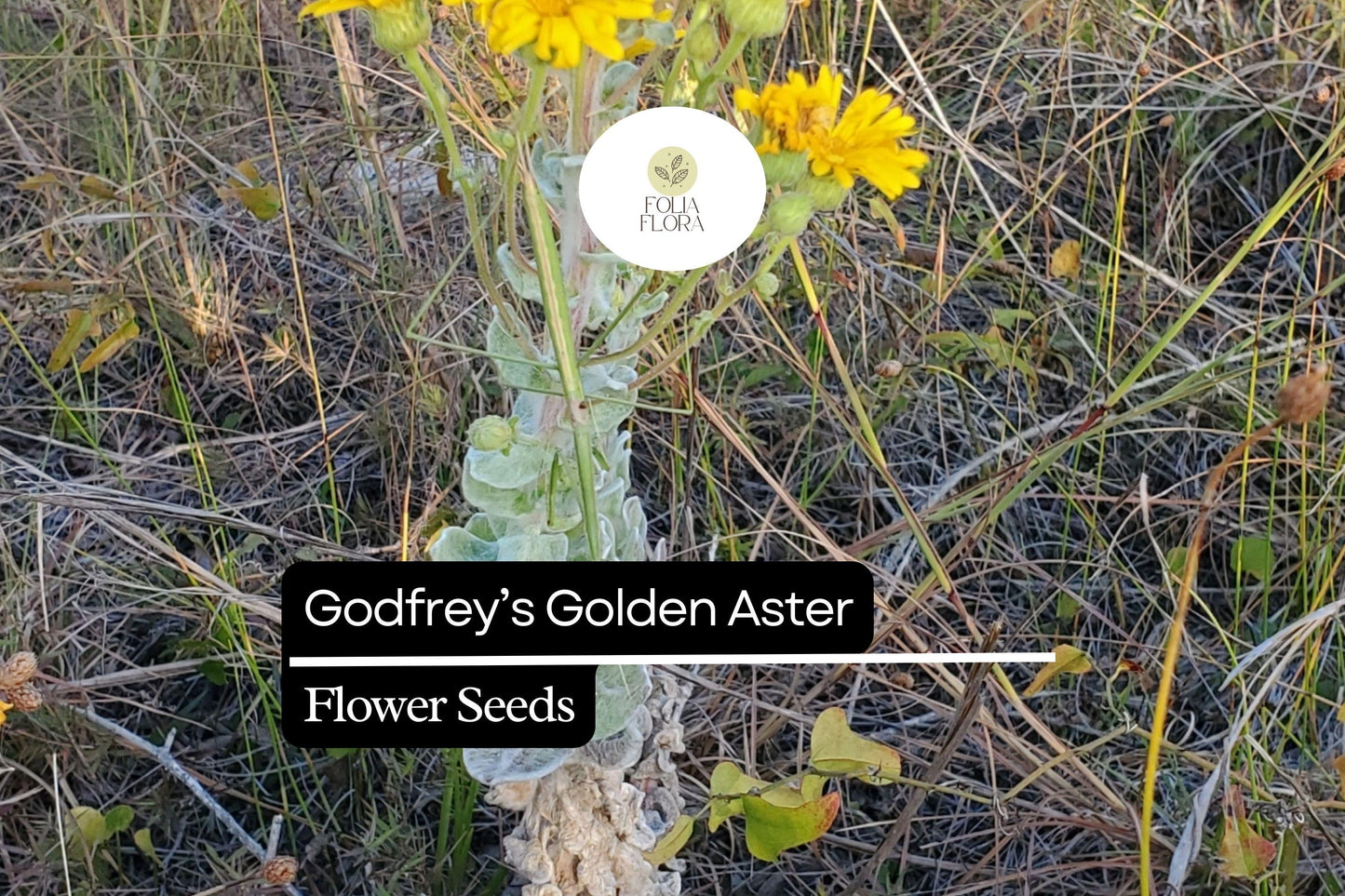Godfrey’s Golden Aster Seeds (Chrysopsis godfreyi) | 25 Seeds | Rare Native Wildflower for Pollinators
