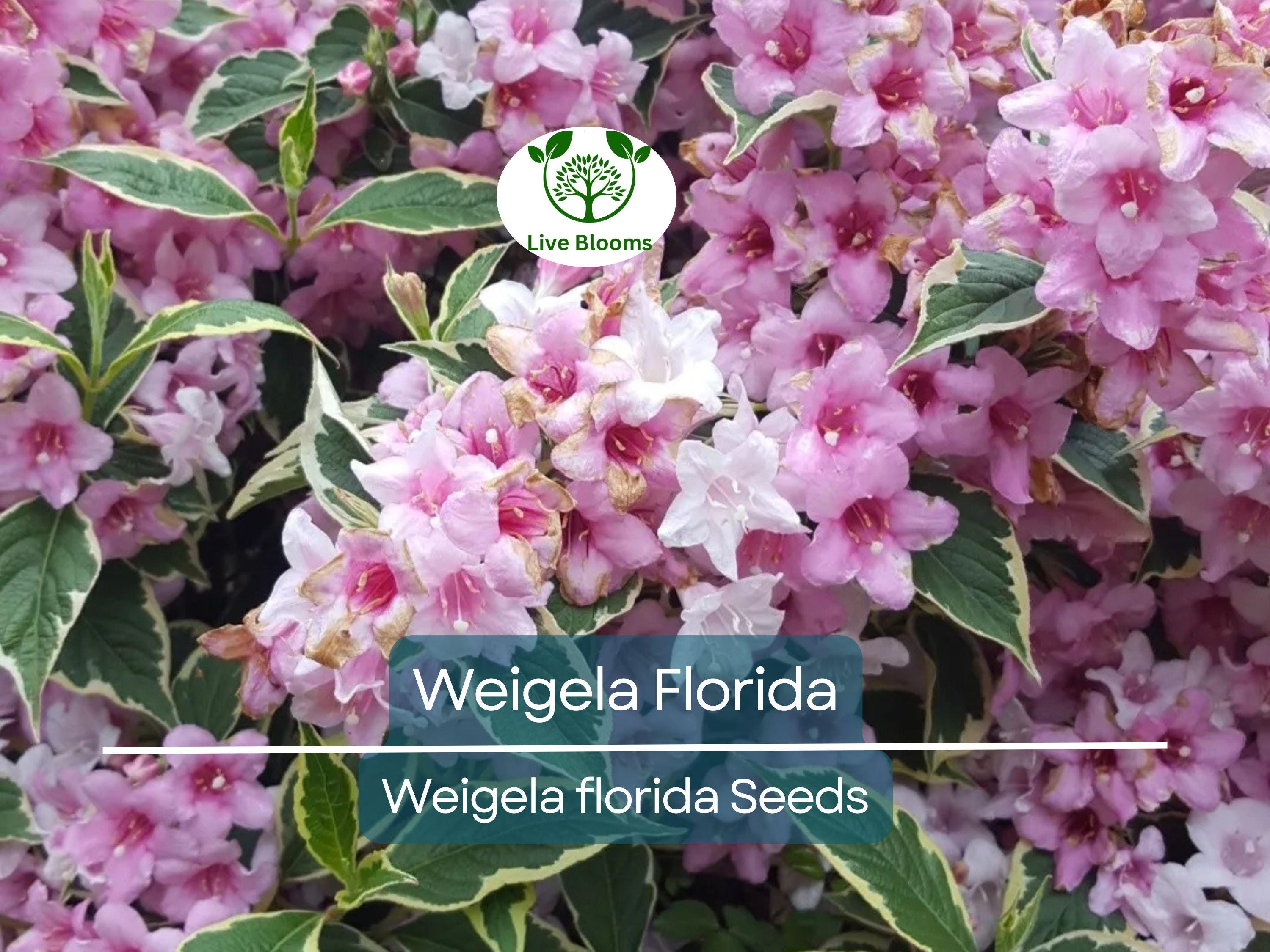 100 Weigela Florida Bush Seeds - Old-Fashioned Pink & White Flower Shrub (Weigela florida) - Hardy, Perennial, Beautiful Garden Shrub