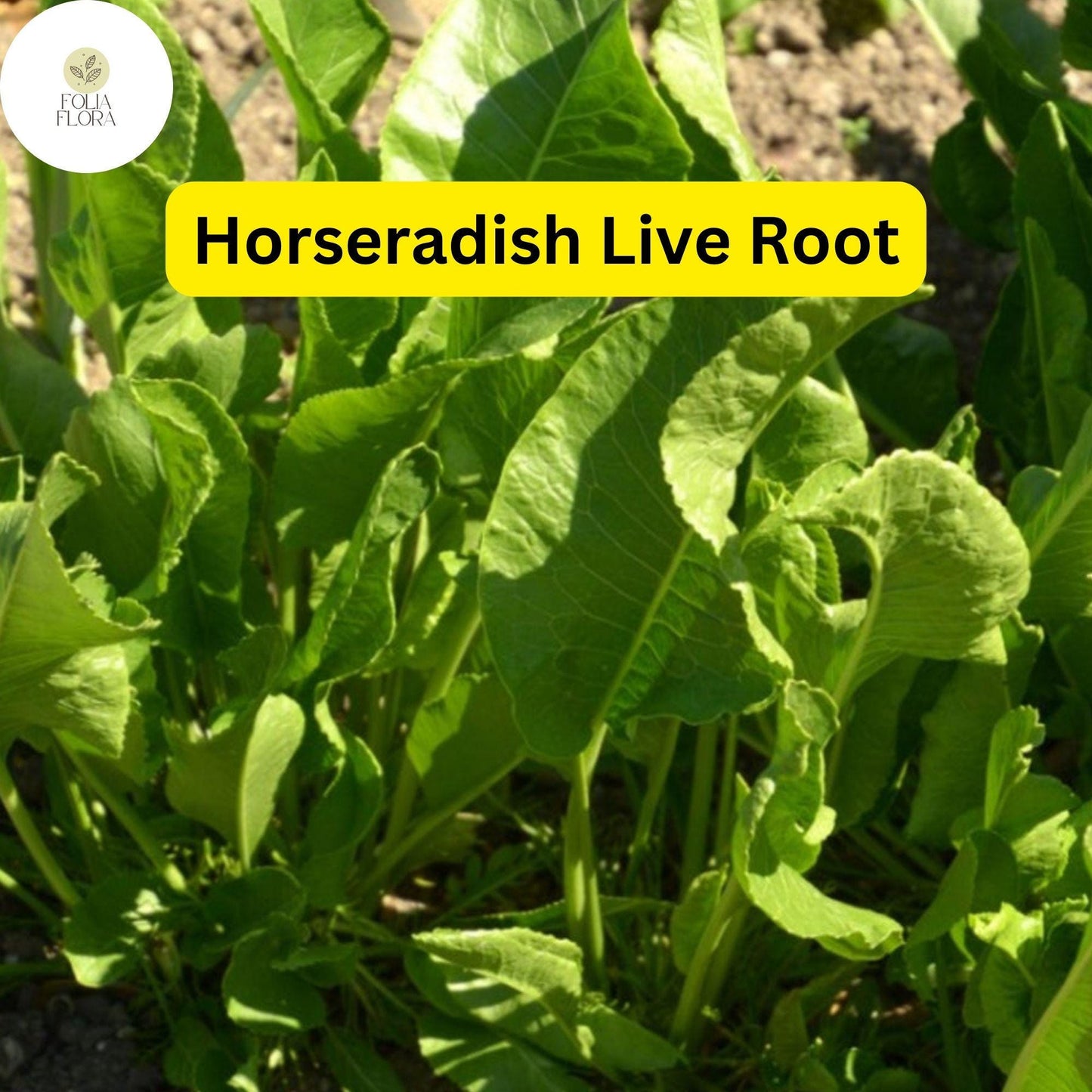 2 Horseradish Roots for Planting - Organic Horseradish Crowns - Easy To Grow - Garden Seedlings - Heirloom Root Starter Plants