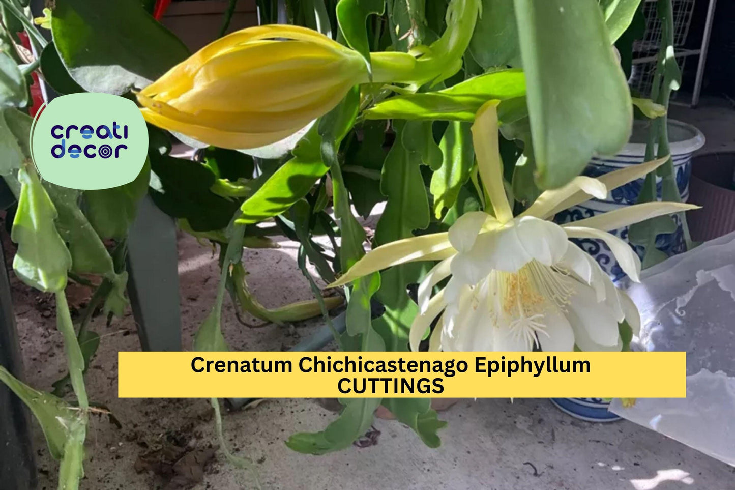 3 Epiphyllum Crenatum ‘Chichicastenango’ Cuttings – Orchid Cactus Starter Stems | Night-Blooming Cactus for Pots or Hanging Planters