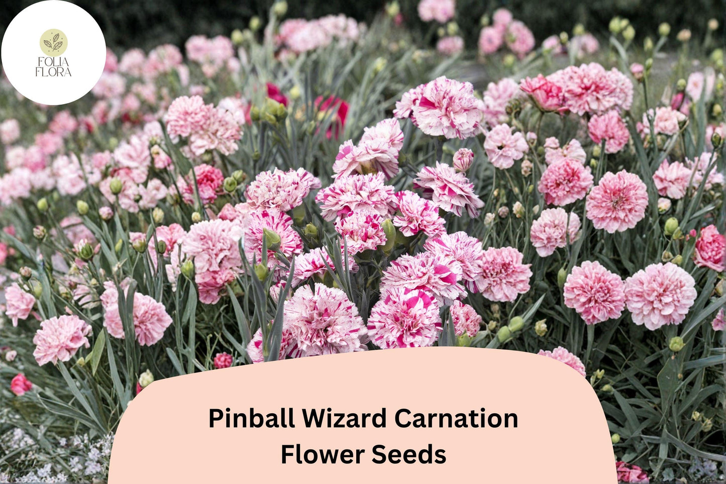 200+ Pinball Wizard Carnation Seeds for Garden Planting | Dianthus caryophyllus | Vibrant Pink & White Blooms