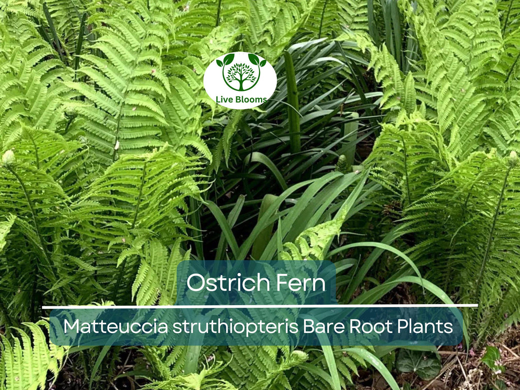 3 Ostrich Fern Bare Root Plants - Matteuccia struthiopteris, Native Perennial, Glade Fern, Shade Garden, Woodland Groundcover