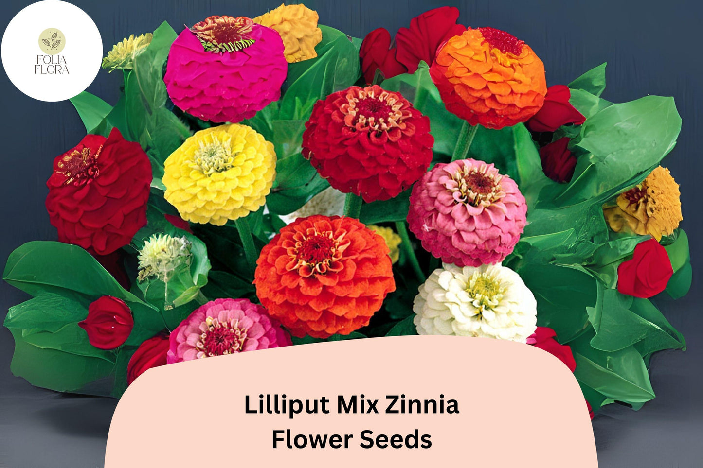 100+ Lilliput Mix Zinnia Seeds – Small Pompon Blooms for Borders, Bouquets & Summer Gardens