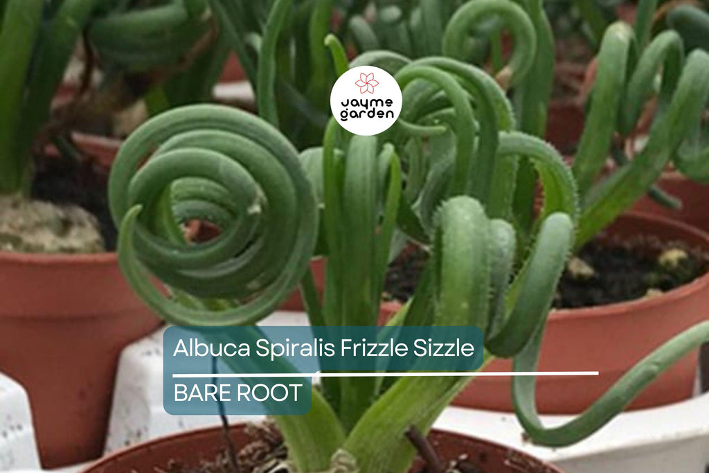 Albuca Spiralis ‘Frizzle Sizzle’ – 1 Large Corkscrew Succulent Bulb, 1" Tall, Unique Spiral Leaves