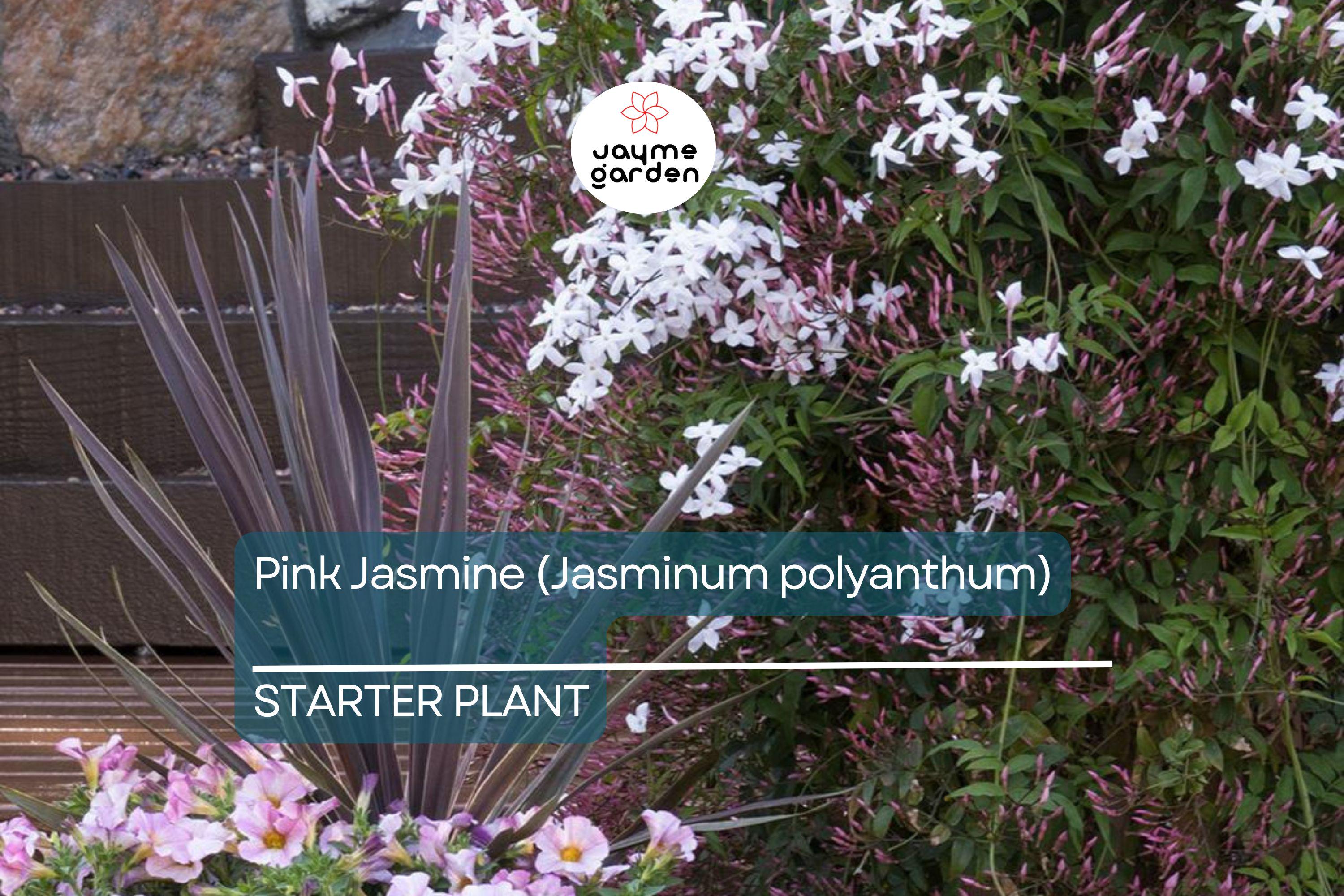 Pink Jasmine Starter Plant | Jasminum polyanthum | Fragrant Live Plant in 2" Pot | Fast Growing | Pet Safe & Air Purifying