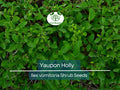 40 Yaupon Holly Seeds (Ilex vomitoria), Tea Shrub, Evergreen Hedge, Native Shrub, Edible Leaves, Bush, Tea Plant, Garden Starter