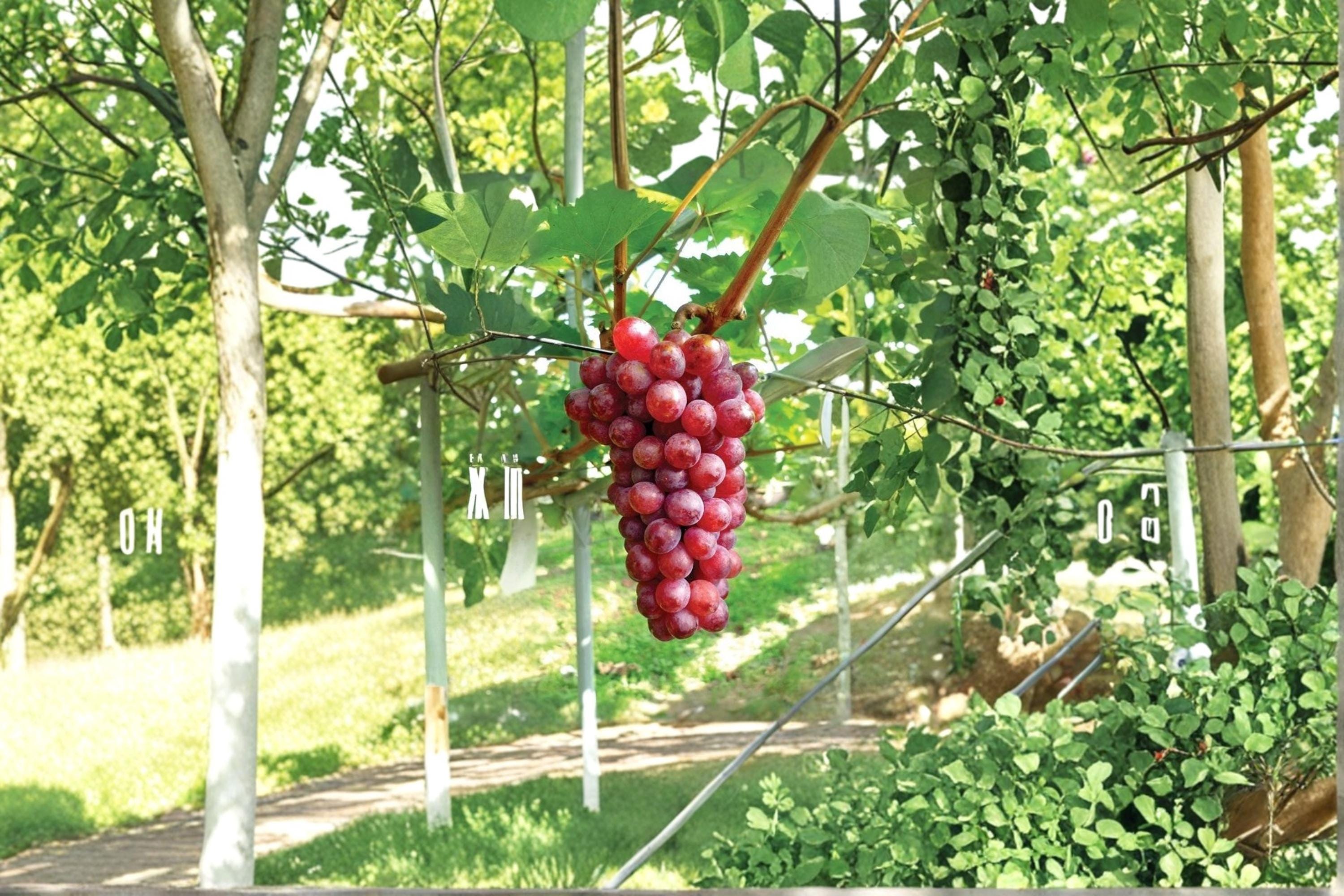 Hongju Grape 5 Cuttings 6-8" (Vitis vinifera) Unrooted Grape Vine Cuttings