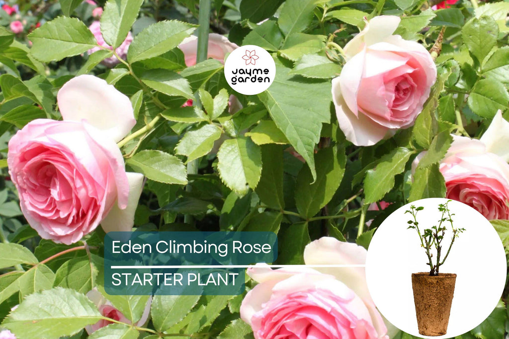 Eden Climbing Rose – 1.5 Gal Pot | Fragrant Pink Blooms | 12' Tall, Own Root, Hardy Zones 5-9 | Award-Winning & Disease Resistant