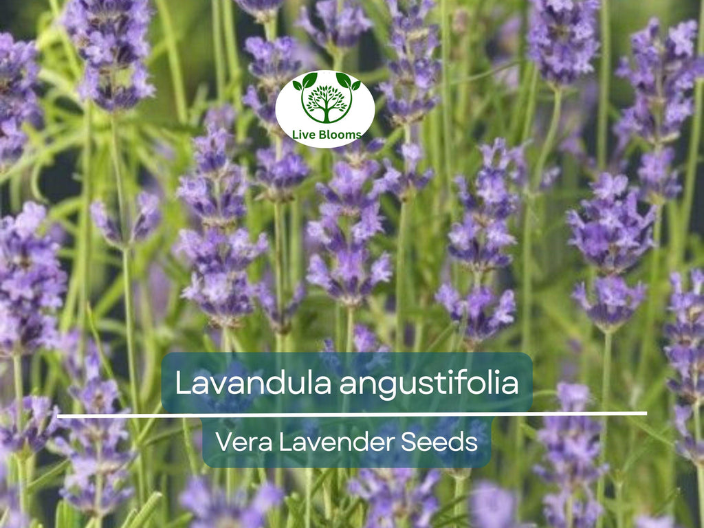 100 Seeds Vera Lavender (Lavandula angustifolia) – Non-GMO, Heirloom, Aromatic Herb, Perfect for Garden & DIY Projects, Organic Planting
