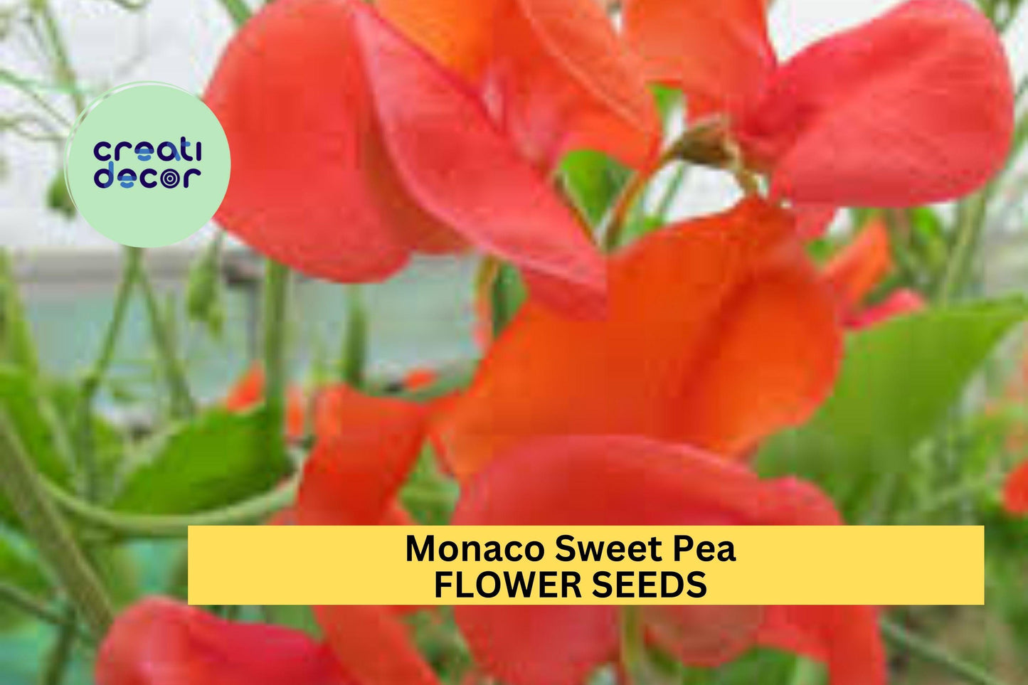 50+ Monaco Sweet Pea Seeds – Deep Red Fragrant Blooms for Garden Planting, Climbing Vines for Trellises & Bouquets – USA
