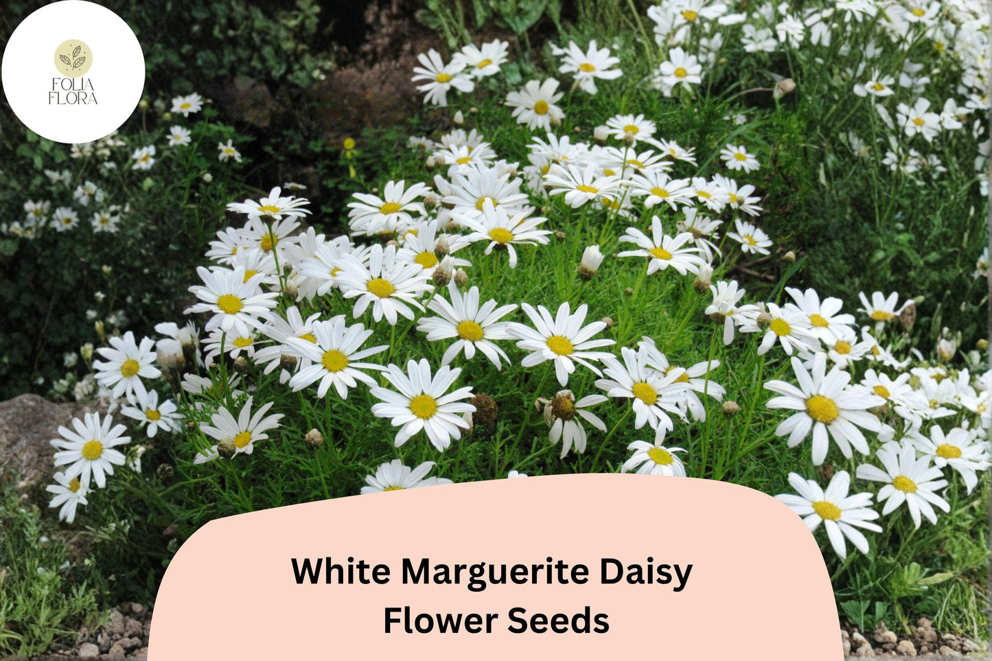200+ White Marguerite Daisy Seeds | Argyranthemum frutescens | Elegant White Garden Flowers | Pollinator Friendly