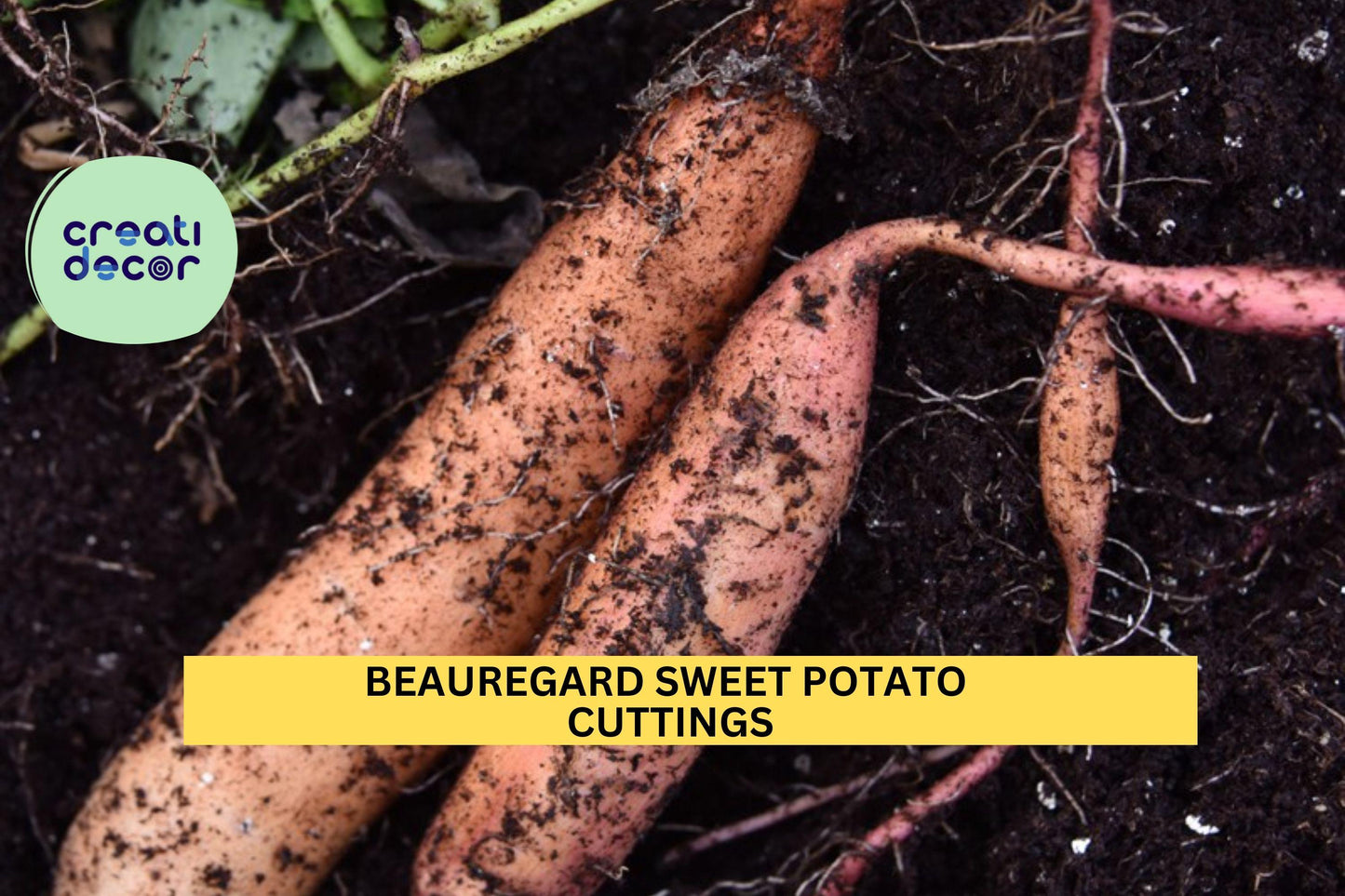 20 Beauregard Sweet Potato Slips | Ipomoea Batatas Cuttings for Planting | Shipping Mid-May | Grow Your Own Sweet Potatoes