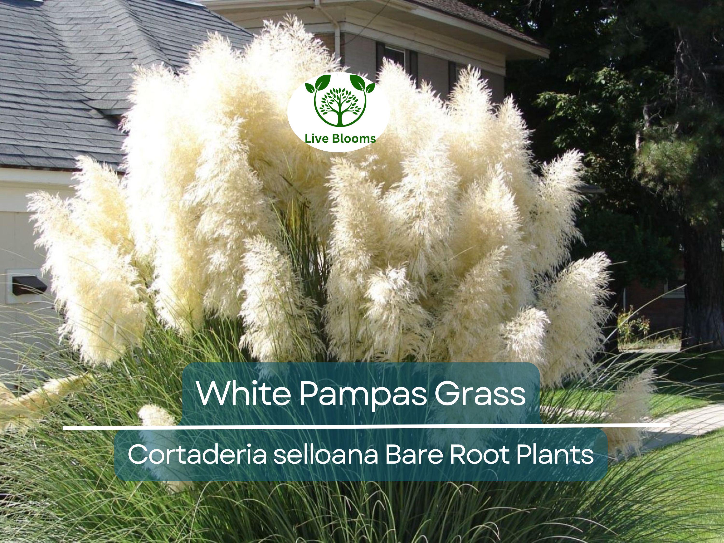 1 White Pampas Grass – Live Bare Root Plant – Cortaderia Selloana Ornamental Grass for Privacy, Landscape, and Dried Decor