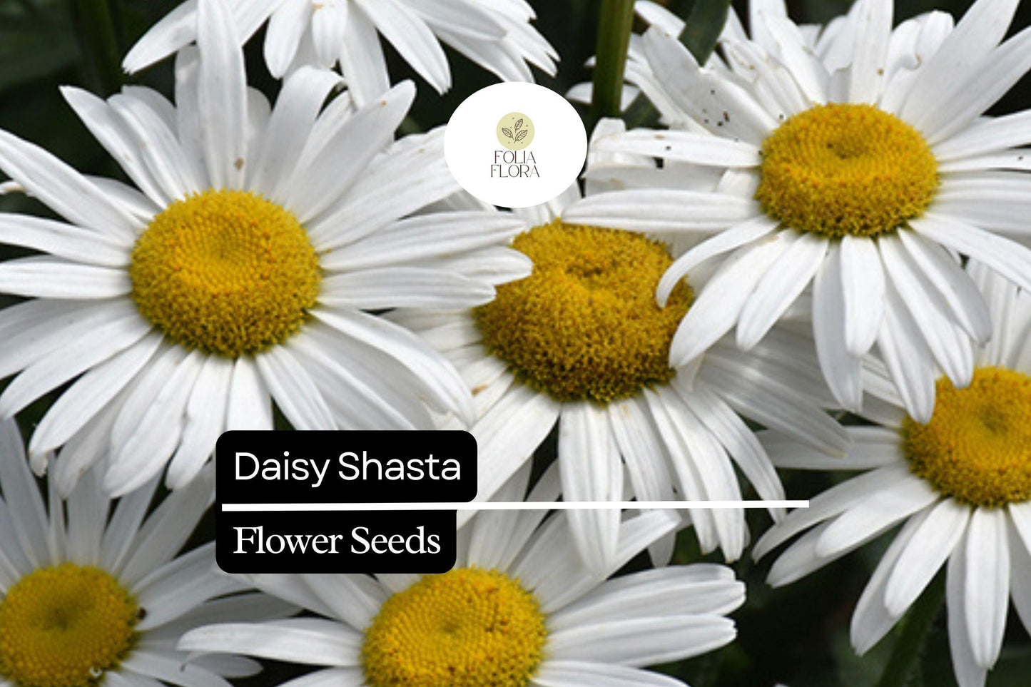 200 Seeds Daisy Shasta, Leucanthemum × Superbum, Classic Perennial White Flowers