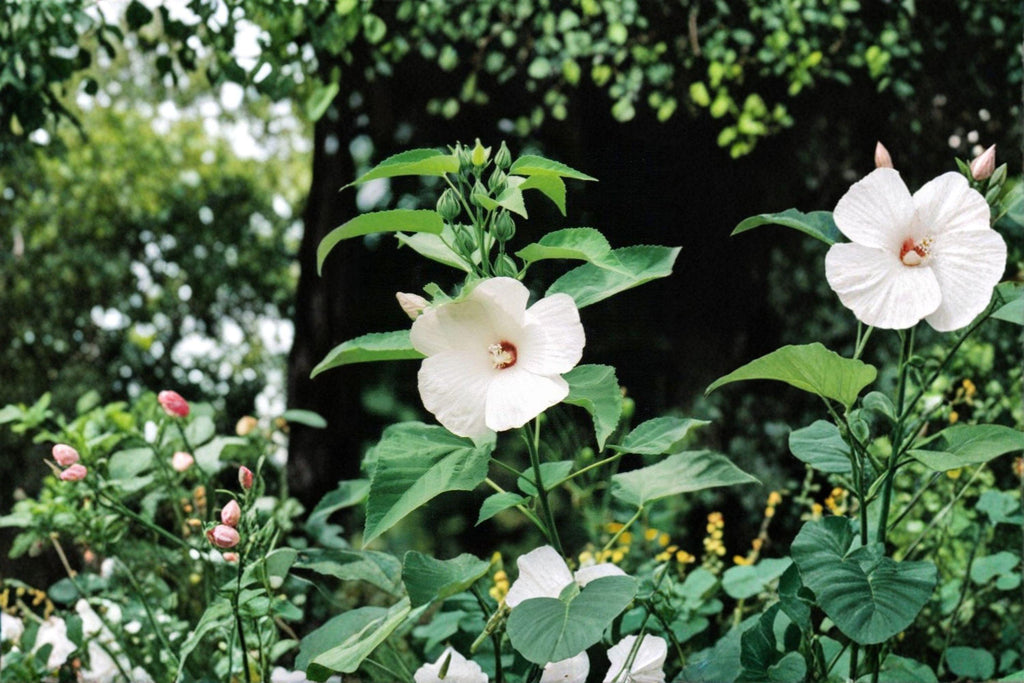Hairy-Fruited Hibiscus – Hibiscus lasiocarpos | 25 Seeds | Woolly Rose Mallow Native Wildflower