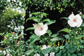 Hairy-Fruited Hibiscus – Hibiscus lasiocarpos | 25 Seeds | Woolly Rose Mallow Native Wildflower