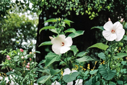 Hairy-Fruited Hibiscus – Hibiscus lasiocarpos | 25 Seeds | Woolly Rose Mallow Native Wildflower