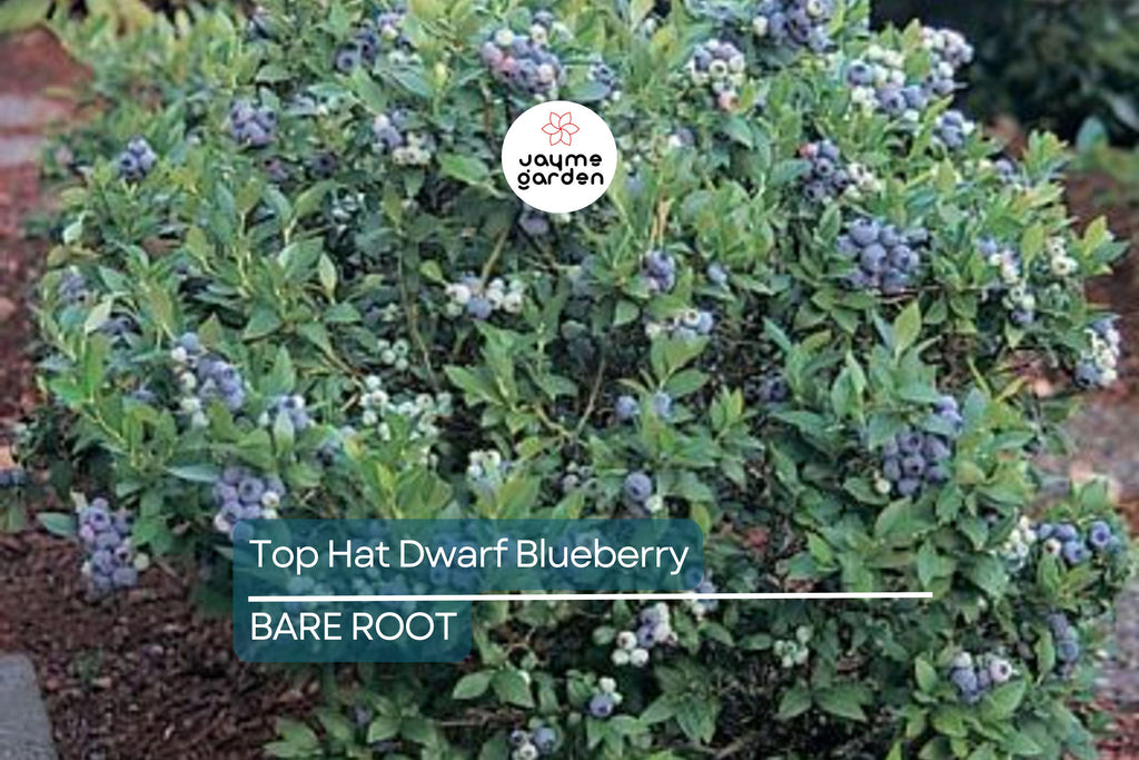 3 Top Hat Dwarf Blueberry Starter Plants Seedlings 4-6 inch Tall - Edible Berry Fruit Bush – Huge Roots, Live Bare Root, Full-Sized Berries