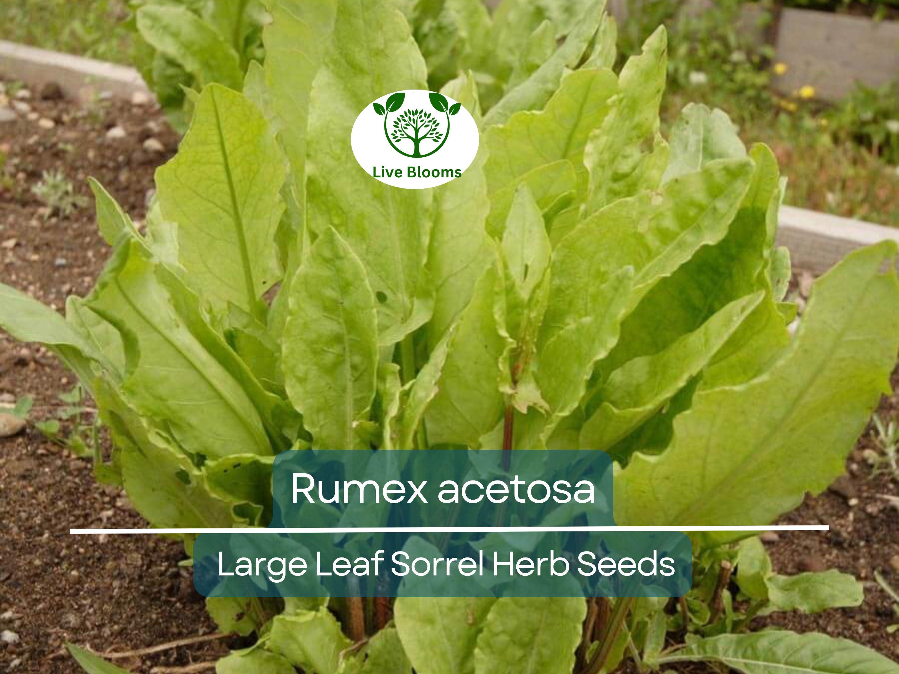 250 mg Seeds Large Leaf Sorrel – Rumex acetosa Herb for Planting | Perennial Garden Greens, Tart Flavor, Easy to Grow
